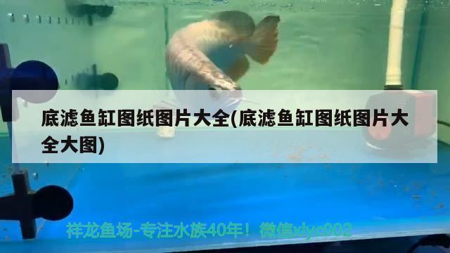 底濾魚缸圖紙圖片大全(底濾魚缸圖紙圖片大全大圖) 肺魚