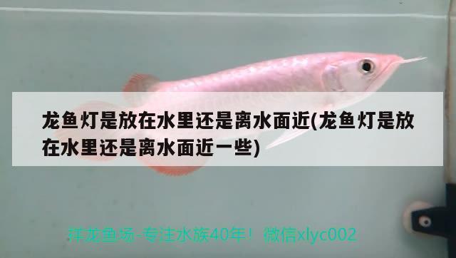 龍魚燈是放在水里還是離水面近(龍魚燈是放在水里還是離水面近一些)