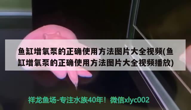 魚缸增氧泵的正確使用方法圖片大全視頻(魚缸增氧泵的正確使用方法圖片大全視頻播放)