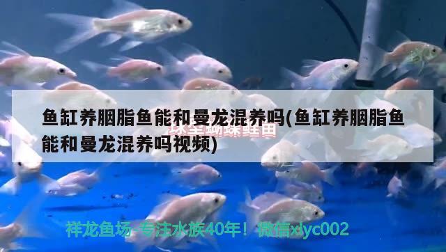 魚缸養(yǎng)胭脂魚能和曼龍混養(yǎng)嗎(魚缸養(yǎng)胭脂魚能和曼龍混養(yǎng)嗎視頻) 黃吉金龍（白子金龍魚）