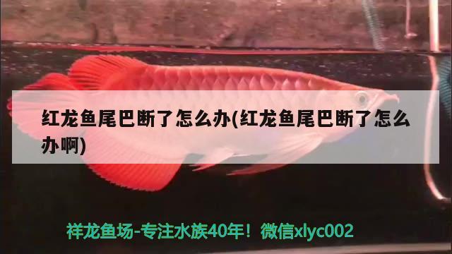 紅龍魚尾巴斷了怎么辦(紅龍魚尾巴斷了怎么辦啊)