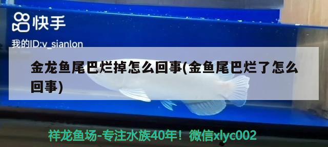 金龍魚尾巴爛掉怎么回事(金魚尾巴爛了怎么回事) 肥料