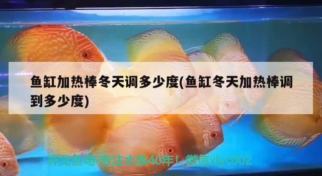 魚(yú)缸加熱棒冬天調(diào)多少度(魚(yú)缸冬天加熱棒調(diào)到多少度) 招財(cái)戰(zhàn)船魚(yú) 第2張