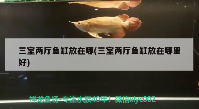 三室兩廳魚缸放在哪(三室兩廳魚缸放在哪里好) 黃金達(dá)摩魚