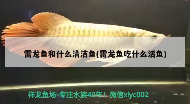 diy魚缸制作教程視頻（自己做魚缸制作視頻）