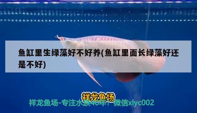 魚缸里生綠藻好不好養(yǎng)(魚缸里面長(zhǎng)綠藻好還是不好) 白子黃化銀龍魚