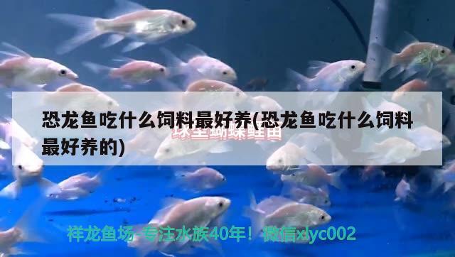 恐龍魚(yú)吃什么飼料最好養(yǎng)(恐龍魚(yú)吃什么飼料最好養(yǎng)的) 黃金斑馬魚(yú)