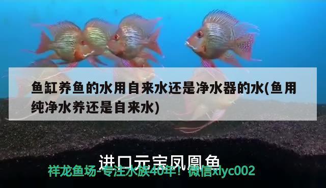 魚缸養(yǎng)魚的水用自來水還是凈水器的水(魚用純凈水養(yǎng)還是自來水) 水族雜談