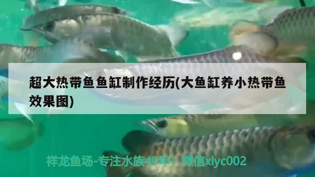 超大熱帶魚魚缸制作經(jīng)歷(大魚缸養(yǎng)小熱帶魚效果圖)