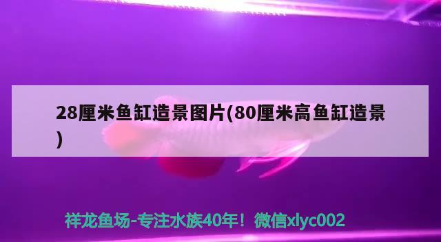 28厘米魚(yú)缸造景圖片(80厘米高魚(yú)缸造景)