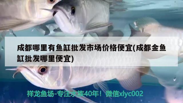 成都哪里有魚缸批發(fā)市場價格便宜(成都金魚缸批發(fā)哪里便宜)