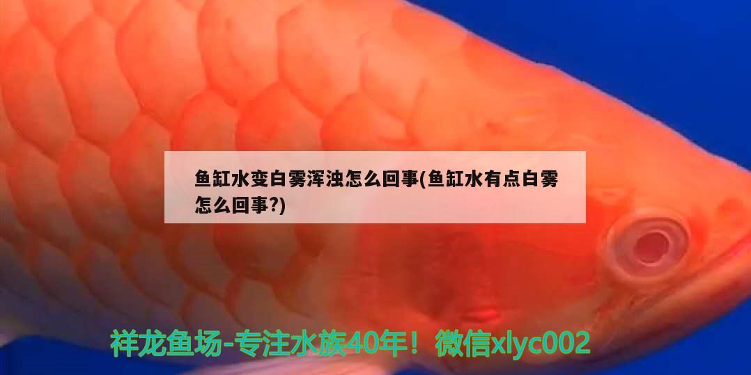 魚(yú)缸水變白霧渾濁怎么回事(魚(yú)缸水有點(diǎn)白霧怎么回事?) 熊貓異形魚(yú)L46