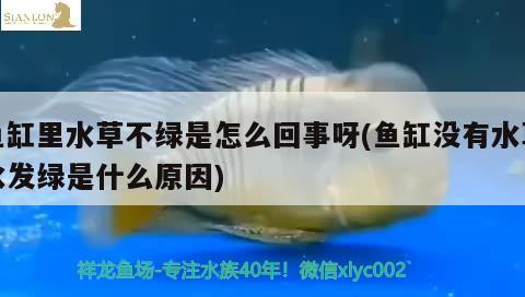 魚(yú)缸里水草不綠是怎么回事呀(魚(yú)缸沒(méi)有水草水發(fā)綠是什么原因) 水草