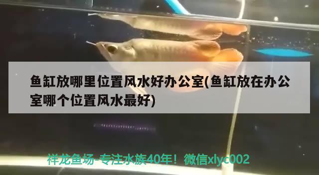 魚(yú)缸放哪里位置風(fēng)水好辦公室(魚(yú)缸放在辦公室哪個(gè)位置風(fēng)水最好) 魚(yú)缸風(fēng)水