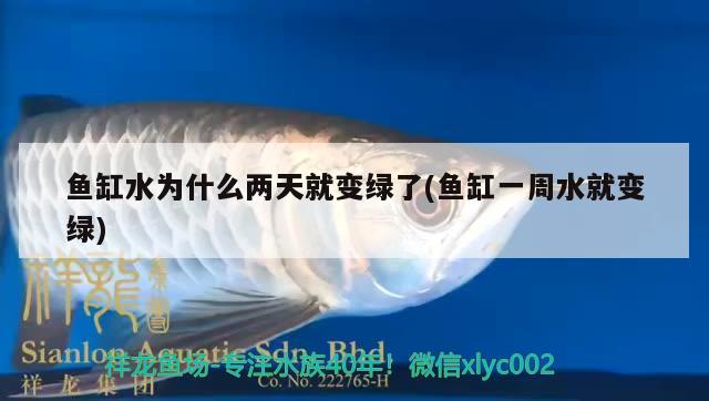 魚(yú)缸水為什么兩天就變綠了(魚(yú)缸一周水就變綠) 除藻劑