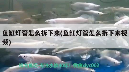 魚(yú)缸燈管怎么拆下來(lái)(魚(yú)缸燈管怎么拆下來(lái)視頻) 定時(shí)器/自控系統(tǒng)