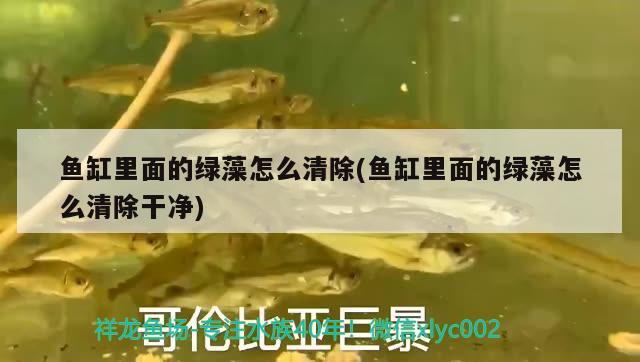 魚缸擦洗工具有哪些牌子好用(擦缸效果好的工具魚)