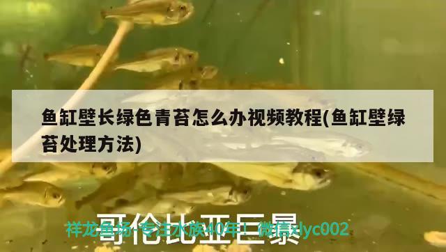 魚缸壁長綠色青苔怎么辦視頻教程(魚缸壁綠苔處理方法) 印尼小紅龍