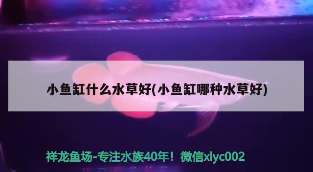 60厘米的魚(yú)缸適合養(yǎng)什么魚(yú)(60厘米缸能養(yǎng)什么魚(yú))