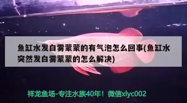 魚缸水發(fā)白霧蒙蒙的有氣泡怎么回事(魚缸水突然發(fā)白霧蒙蒙的怎么解決) 恐龍王魚