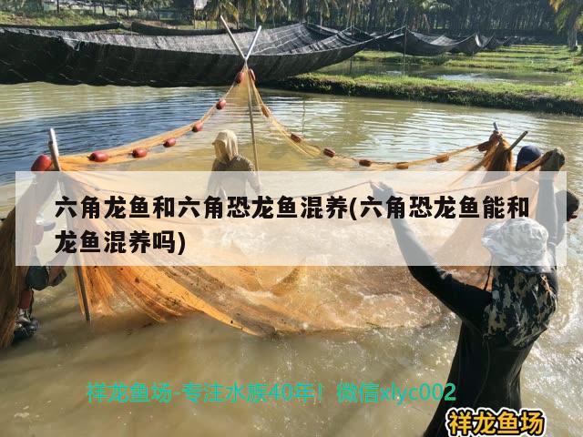 六角龍魚和六角恐龍魚混養(yǎng)(六角恐龍魚能和龍魚混養(yǎng)嗎)