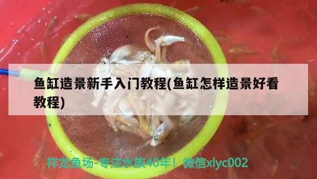 魚缸造景新手入門教程(魚缸怎樣造景好看教程) 虎斑恐龍魚