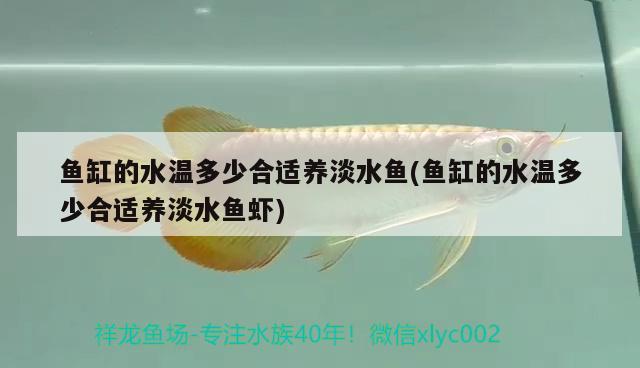 魚缸的水溫多少合適養(yǎng)淡水魚(魚缸的水溫多少合適養(yǎng)淡水魚蝦)