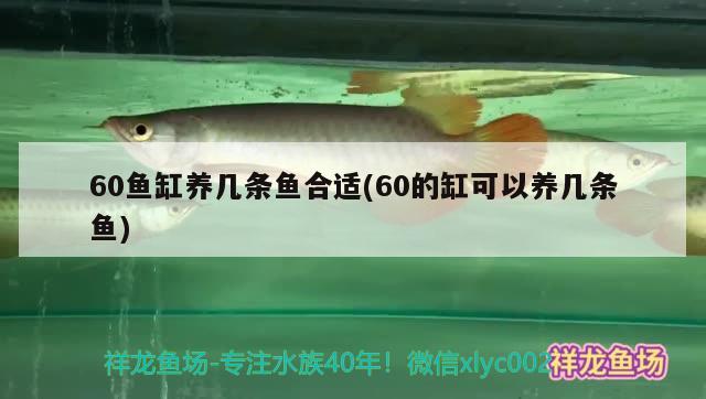 60魚缸養(yǎng)幾條魚合適(60的缸可以養(yǎng)幾條魚) 紅眼黃化幽靈火箭魚|皇家火箭魚