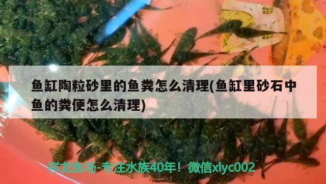 魚缸陶粒砂里的魚糞怎么清理(魚缸里砂石中魚的糞便怎么清理) 虎魚魚苗