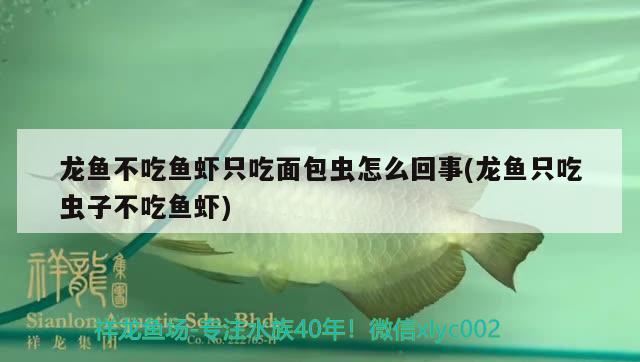 龍魚不吃魚蝦只吃面包蟲怎么回事(龍魚只吃蟲子不吃魚蝦)