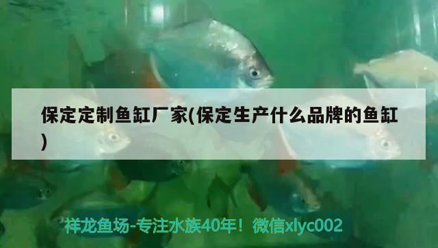 保定定制魚缸廠家(保定生產(chǎn)什么品牌的魚缸) 國產(chǎn)元寶鳳凰魚