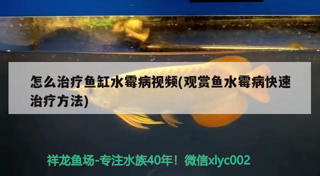 怎么治療魚缸水霉病視頻(觀賞魚水霉病快速治療方法) 錦鯉魚