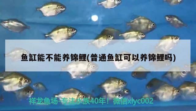 金魚養(yǎng)幾條比較好，養(yǎng)金魚的數(shù)量一般養(yǎng)幾條好