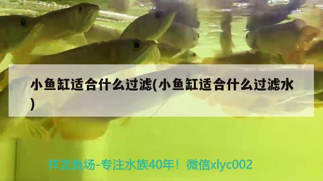 小魚缸適合什么過濾(小魚缸適合什么過濾水) 魟魚百科