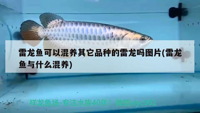 雷龍魚可以混養(yǎng)其它品種的雷龍嗎圖片(雷龍魚與什么混養(yǎng))