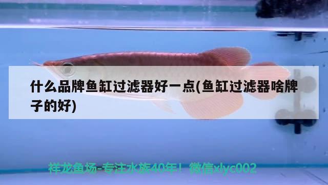 什么品牌魚缸過濾器好一點(魚缸過濾器啥牌子的好) 飛鳳魚苗