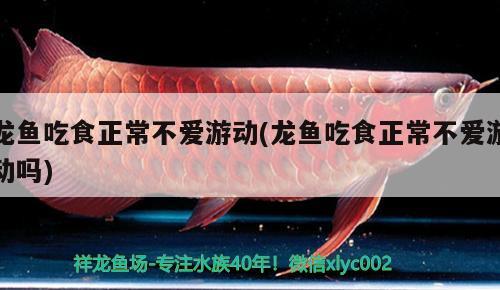 龍魚吃食正常不愛游動(龍魚吃食正常不愛游動嗎) 魟魚百科