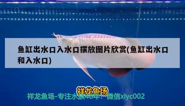 魚缸出水口入水口擺放圖片欣賞(魚缸出水口和入水口)