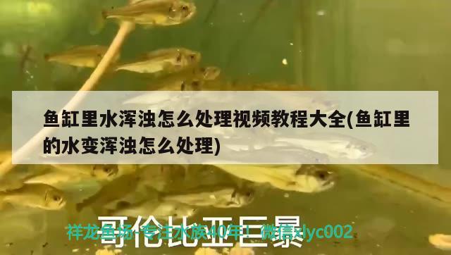 魚缸里水渾濁怎么處理視頻教程大全(魚缸里的水變渾濁怎么處理) 女王大帆魚苗