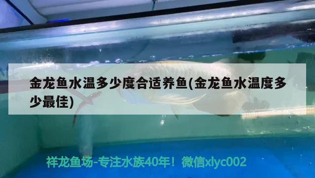 金龍魚水溫多少度合適養(yǎng)魚(金龍魚水溫度多少最佳) 其他益生菌