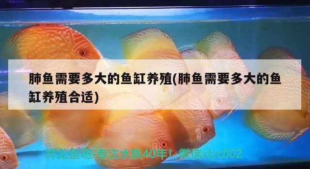 肺魚(yú)需要多大的魚(yú)缸養(yǎng)殖(肺魚(yú)需要多大的魚(yú)缸養(yǎng)殖合適) 肺魚(yú)