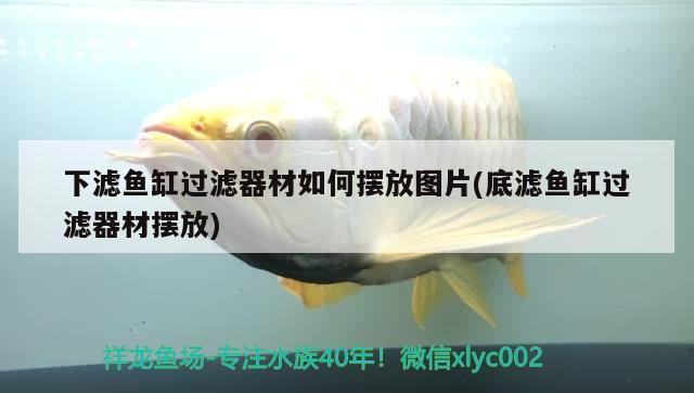 銀龍魚怎么養(yǎng)才不怕人（銀龍魚養(yǎng)多久才不怕人） 銀龍魚百科 第2張