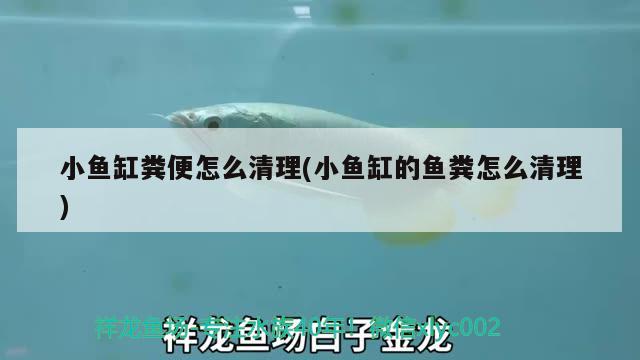 小魚缸糞便怎么清理(小魚缸的魚糞怎么清理) 野生地圖魚