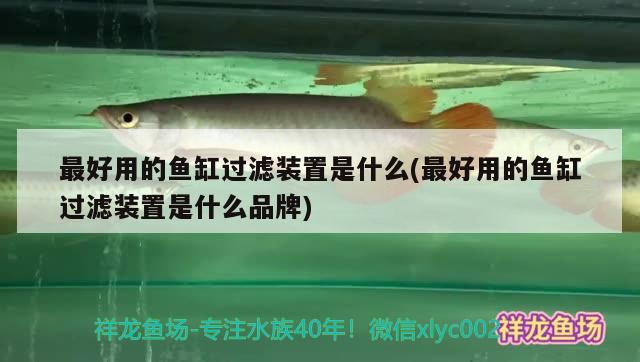 珍珠斑魚做法價格，珍珠斑魚多少錢一斤