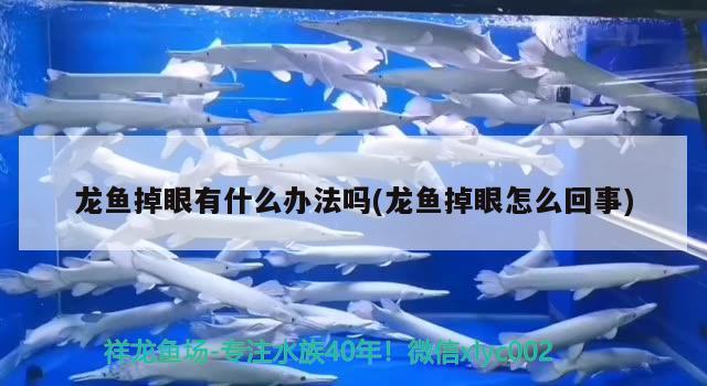 龍魚掉眼有什么辦法嗎(龍魚掉眼怎么回事) 雪龍魚 第1張