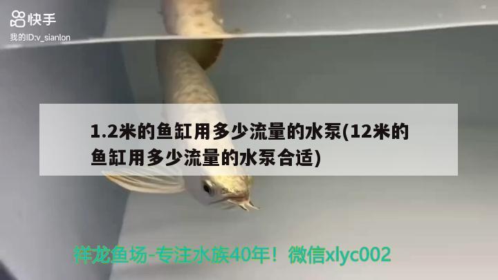 1.2米的魚(yú)缸用多少流量的水泵(12米的魚(yú)缸用多少流量的水泵合適)