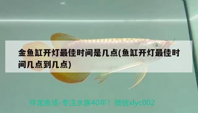 金魚缸開燈最佳時間是幾點(魚缸開燈最佳時間幾點到幾點)