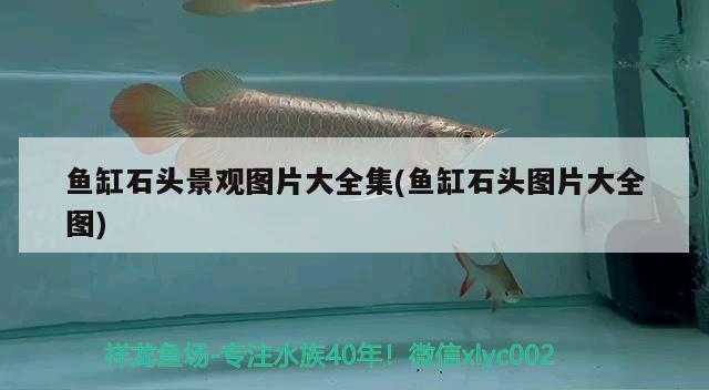 三室一廳魚缸擺放圖片大全圖(兩室一廳魚缸擺放位置)