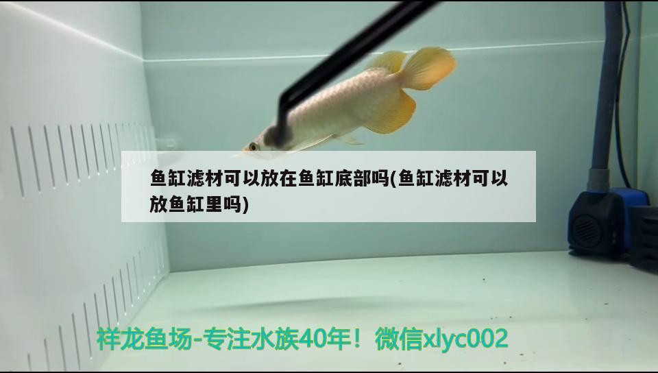 魚缸濾材可以放在魚缸底部嗎(魚缸濾材可以放魚缸里嗎)