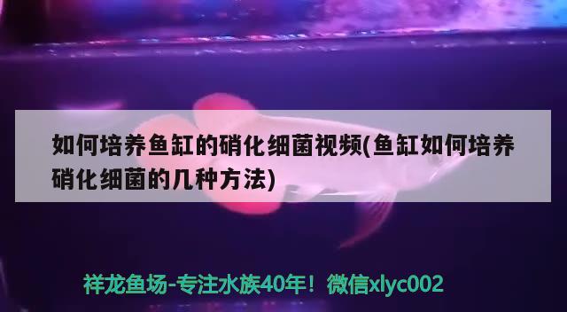 如何培養(yǎng)魚缸的硝化細菌視頻(魚缸如何培養(yǎng)硝化細菌的幾種方法) 硝化細菌